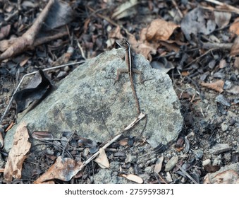 Tiny Puerto Rican Ground Lizard sitting ontop of a rock on the hiking path St John, USVI