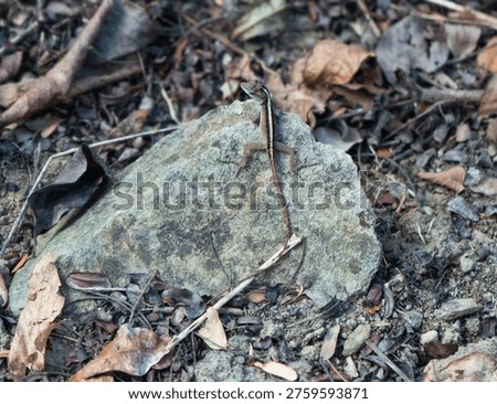 Tiny Puerto Rican Ground Lizard sitting ontop of a rock on the hiking path St John, USVI