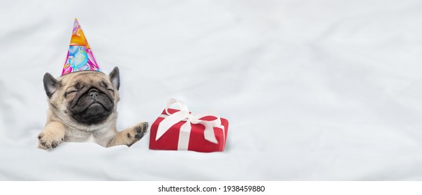 Tiny Pug Puppy Wearing Birthday Cap Sleeps With Gift Box Under White Warm Blanket On A Bed At Home. Top Down View. Empty Space For Text