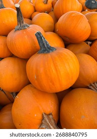 Tiny Pumpkin Orange Gourd Pumpkins