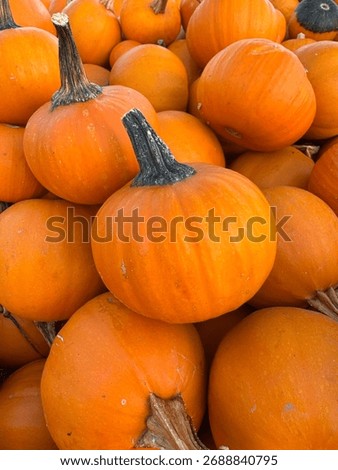 Tiny Pumpkin Orange Gourd Pumpkins