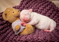 A Tiny Puppy Sleeping On A Purple Blanket Together With Its Favorite Teddy Bear Toy