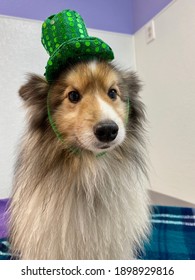 Tiny Purebred Sheltie Dog With Adorable Face Is Indoors Wearing The Green St Patrick’s Day Top Hat With Bling Sequins In Purple And White Room At The Canine Enrichment Boarding And Training Center 