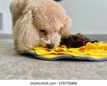 Tiny purebred white miniature poodle engaged in mental stimulation activity foraging for food in the snuffle mat inside the pet boarding suite of a canine enrichment fear free training  center  - Shutterstock ID 1935756886