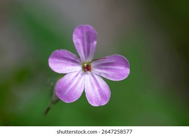 Tiny purple flower in bloom, macro close-up with delicate petals and soft natural light