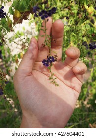 The tiny purple flower in hand