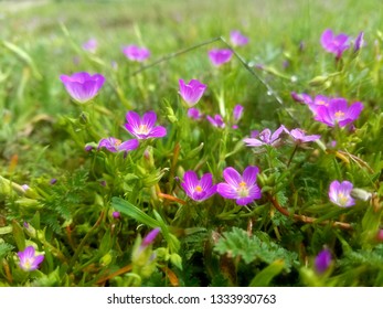 tiny purple flowers