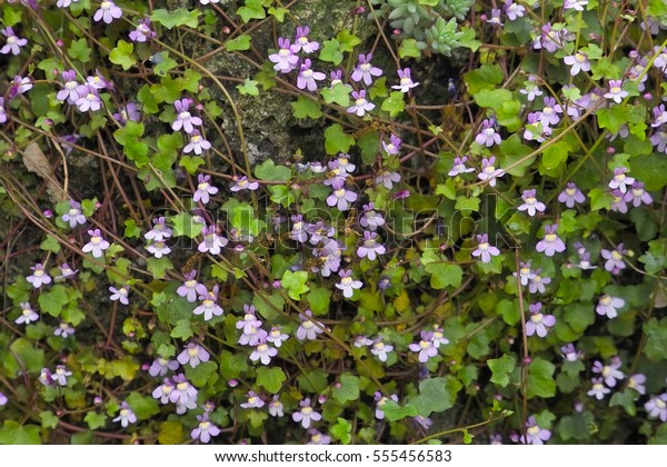 Tiny Purple Flowers Creeping Ivyleaved Toadflax Stock Photo (Edit Now ...