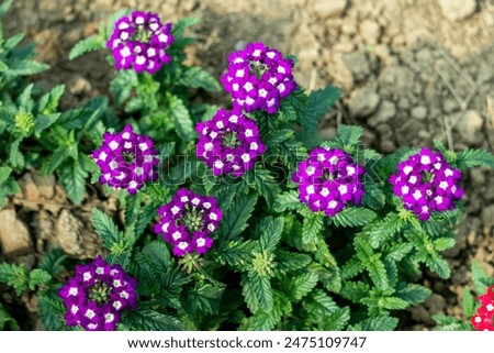 Tiny purple verbenas are annual or perennial flowers, Verbena, commonly known as Vervain, is a versatile and attractive many colors flowering plant