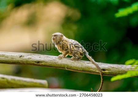 Tiny Pygmy Marmoset Perched on a Branch in a Lush Green Forest