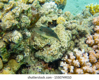 Tiny Read Sea Toby Pufferfish Paddles Slowly Above The Dead Coral