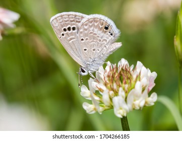 Tiny Reakirt's Blue butterfly sipping nectar from a white Clover flower