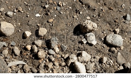 Tiny Red Ants Crawling on Dry Soil and Small Rocks