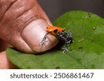 A tiny red and blue poison dart frog (Ranitomeya reticulata) sitting on a human finger in the Amazon rainforest, highlighting its small size and vivid coloration. 