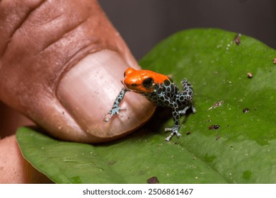 A tiny red and blue poison dart frog (Ranitomeya reticulata) sitting on a human finger in the Amazon rainforest, highlighting its small size and vivid coloration. 