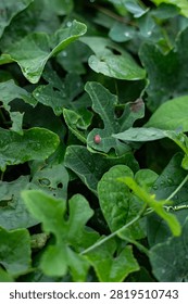 Tiny Red Bug on Green Leaves in Garden