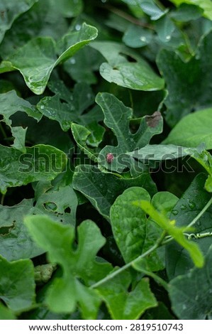 Tiny Red Bug on Green Leaves in Garden