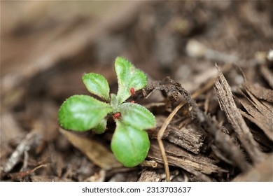 Tiny red bugs called Clover Mites standing at the green leaves of a small plant