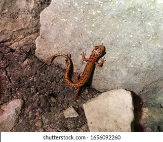 A Tiny, Red Cave Salamander Climbs Up A Rock.