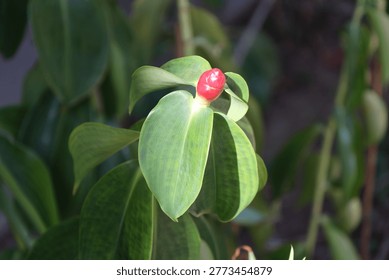 tiny red flower bud above light green leaves in bright sunshine (macro, close-up, tropical)