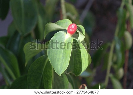 tiny red flower bud above light green leaves in bright sunshine (macro, close-up, tropical)