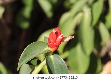 tiny red flower bud opening above green leaves in bright sunshine (macro, close-up, tropical)