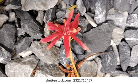 Tiny red flower on the pebble