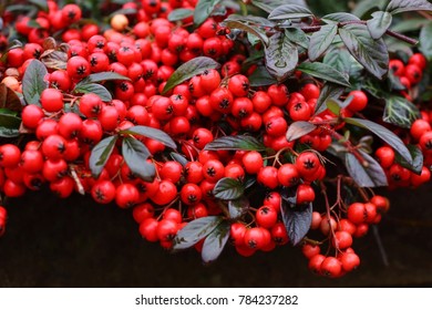tiny red fruits