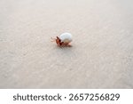 Tiny red hermit crab with white shell walking alone on smooth sandy beach. Minimalist coastal wildlife concept perfect for nature, travel, and marine life themes.