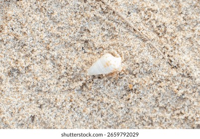 Tiny red hermit crab with white shell walking alone on smooth sandy beach. Minimalist coastal wildlife concept perfect for nature, travel, and marine life themes.
