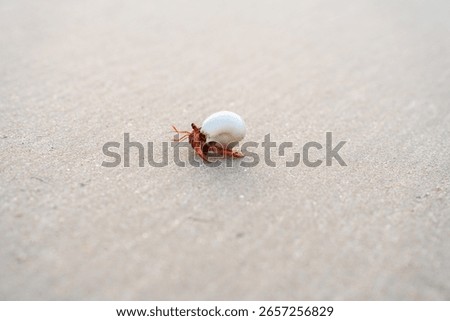 Tiny red hermit crab with white shell walking alone on smooth sandy beach. Minimalist coastal wildlife concept perfect for nature, travel, and marine life themes.