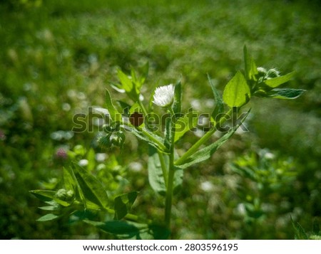 Tiny red ladybug climbing a wild daisy fleabane stem in a sunny summer meadow.