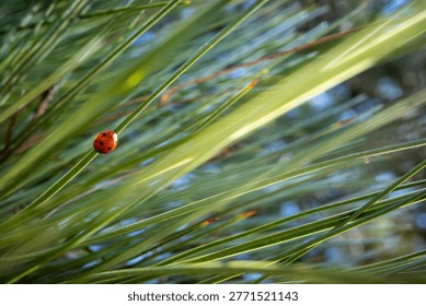 A tiny red ladybug clings to a slender green pine needle, surrounded by a soft-focus background of lush evergreen foliage bathed in gentle natural sunlight.
This captivating macro photograph showcases the delicate beauty of nature through a minimalist lens. A vibrant ladybird, featuring its iconic crimson wing covers and distinct black spots, serves as the singular focal point against a dynamic tapestry of pine needles. The composition utilizes a shallow depth of field, creating a dreamlike bokeh effect where the surrounding greenery dissolves into elegant streaks of light and shadow. The diagonal lines of the pine needles add a sense of movement and direction, drawing the viewer's eye toward the small beetle perched precariously on a blade of grass-like foliage. Warm sunlight filters through the canopy, highlighting the translucent quality of the needles and the glossy texture of the insect's shell. This image evokes feelings of serenity, growth, and the intricate details of the ecosystem. Perfect for environmental themes, spring concepts, or horticultural displays, the shot balances the vivid contrast between the ladybug's warm tones and the cool, refreshing greens of the coniferous tree. The play of light creates a shimmering atmosphere, suggesting a peaceful morning in a forest or garden setting where even the smallest creatures find their place in the vast wilderness. It is a testament to the quiet elegance found in backyard biodiversity and the wonders of the natural world.
