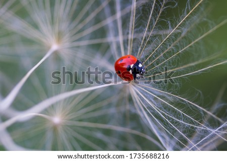 Similar – dill blossoms Environment