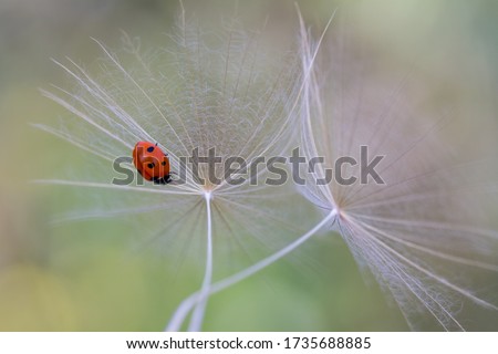 Similar – dill blossoms Environment