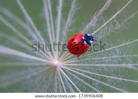 Similar – dill blossoms Environment