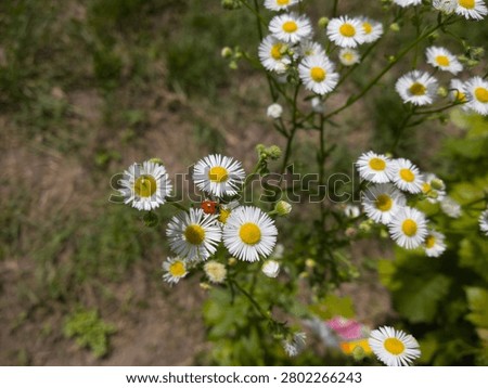 Tiny red ladybug sitting on white wild daisy fleabane flowers in a sunny meadow.