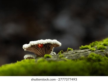 A tiny red ladybug sitting under white fungus 