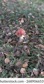 Tiny red  mushroom emerging among green moss and dry leaves. Early autumn texture symbolizing natural growth and change in forest ecosystem.