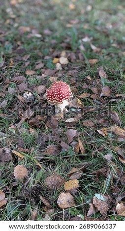 Tiny red  mushroom emerging among green moss and dry leaves. Early autumn texture symbolizing natural growth and change in forest ecosystem.