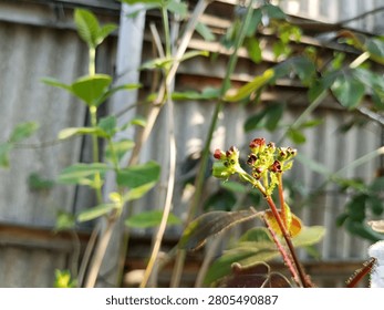 Tiny red wild flower buds blooming with green leaves on a blurry background