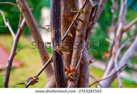 Tiny reddish brown spring leaves begin to sprout from thin bare plant stems capturing the exact moment of seasonal transition and botanical renewal in a fresh outdoor garden