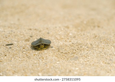 A Tiny Red-eared Slider Turtle on a Sandy Beach: Journey into the Wild