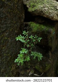 A tiny resilient green plant growing out of a crevice between dark mossy rocks.