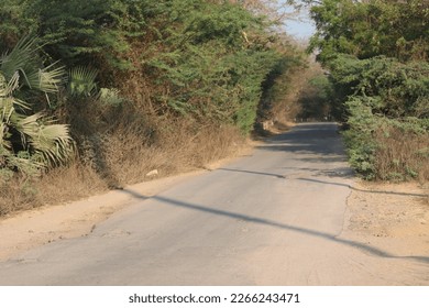 tiny road side of trees