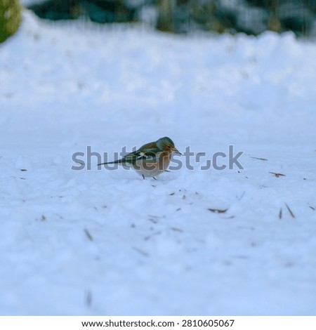 Tiny Robin Brightening a Quiet Winter Morning
