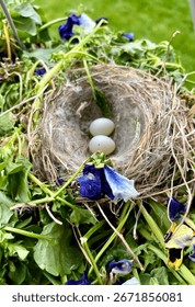 Tiny Robin Eggs in an Easter Springtime Nest Built Among the Purple Pansy Flowers