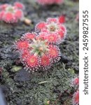 Tiny rosettes of Drosera plants, carnivorous wonders, capturing insects in their sticky embrace