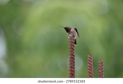 A tiny ruby-throated hummingbird rests on rusty rebar, its iridescent green crown and vivid red throat glowing against soft green bokeh.