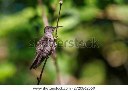 A tiny, ruffled hummingbird preening its feathers and tongue.